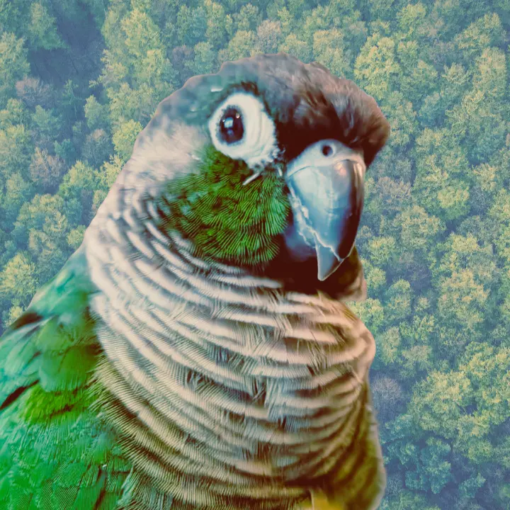 vogelbirb's profile picture: a bird, specifically a green-cheeked conure, with a forest background